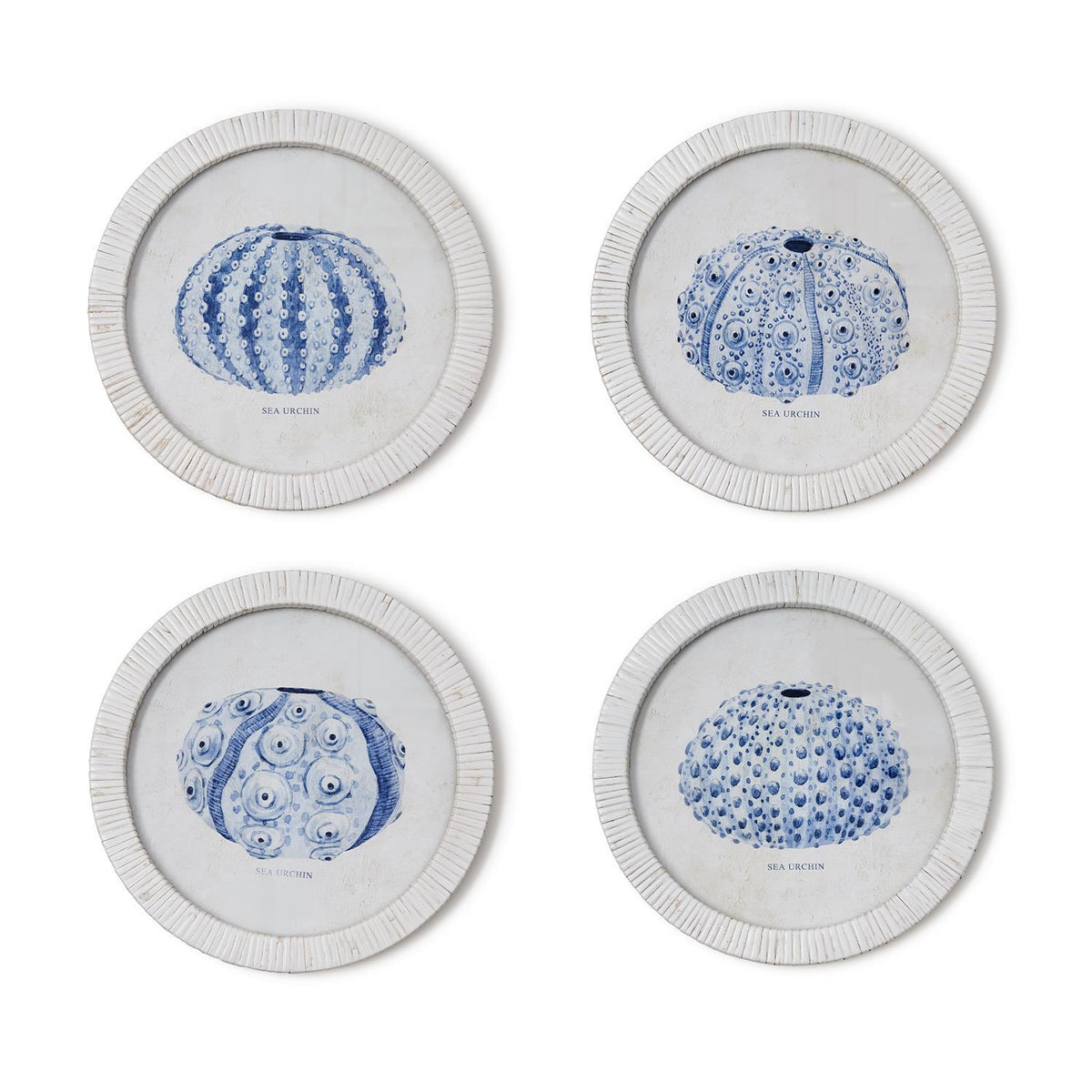 Sea Urchin Framed Prints, Set of 4