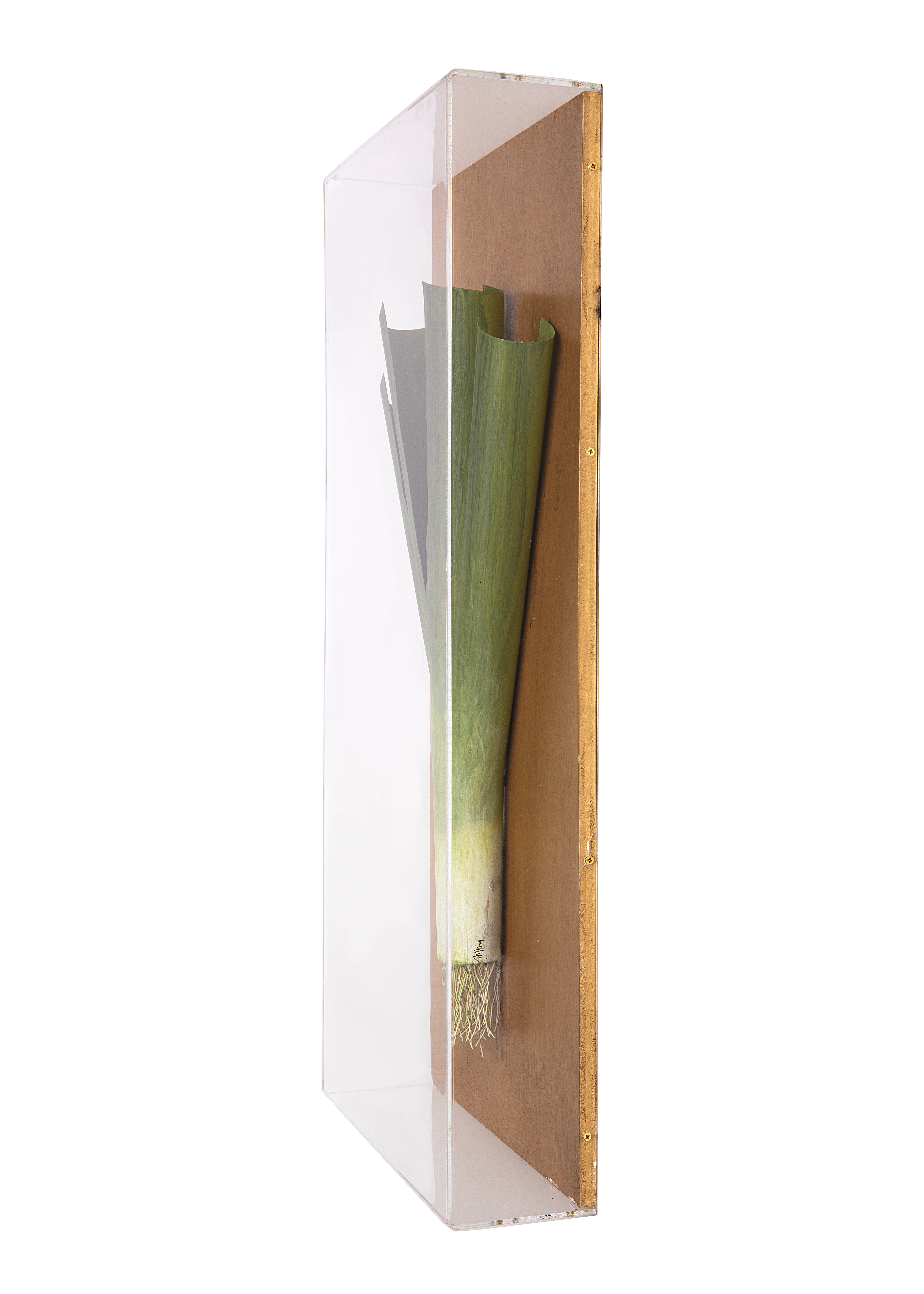 Large Vegetable Study Leek On Gilded Linen