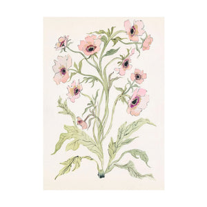 Botanical Print: Slipper & Sage